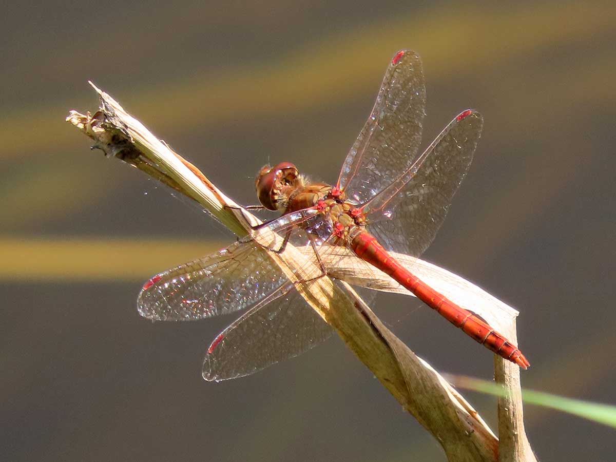 Sympetrum_striolatum